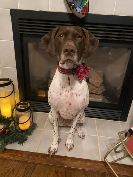/Images/uploads/Southeast German Shorthaired Pointer Rescue/segspcalendarcontest/entries/31069thumb.jpg